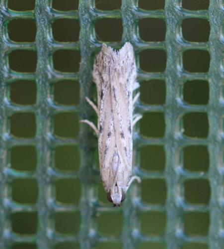 Réf. 310 154 : Phycitodes sp.